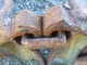 Equipment and spare parts for forest machinery-Muu merkki