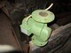 Spare parts for processing machinery-Muu merkki
