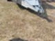 Trailers-Farmi Pro