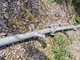 Plant protection and irrigating-Muu merkki