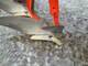 Tillage machines-Kuhn