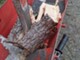 Forest and wood-Hakki Pilke