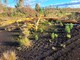 Peat machine-Rauch